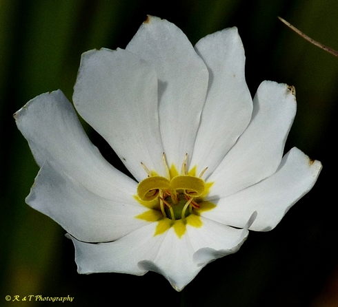 {Sabatia decandra}
